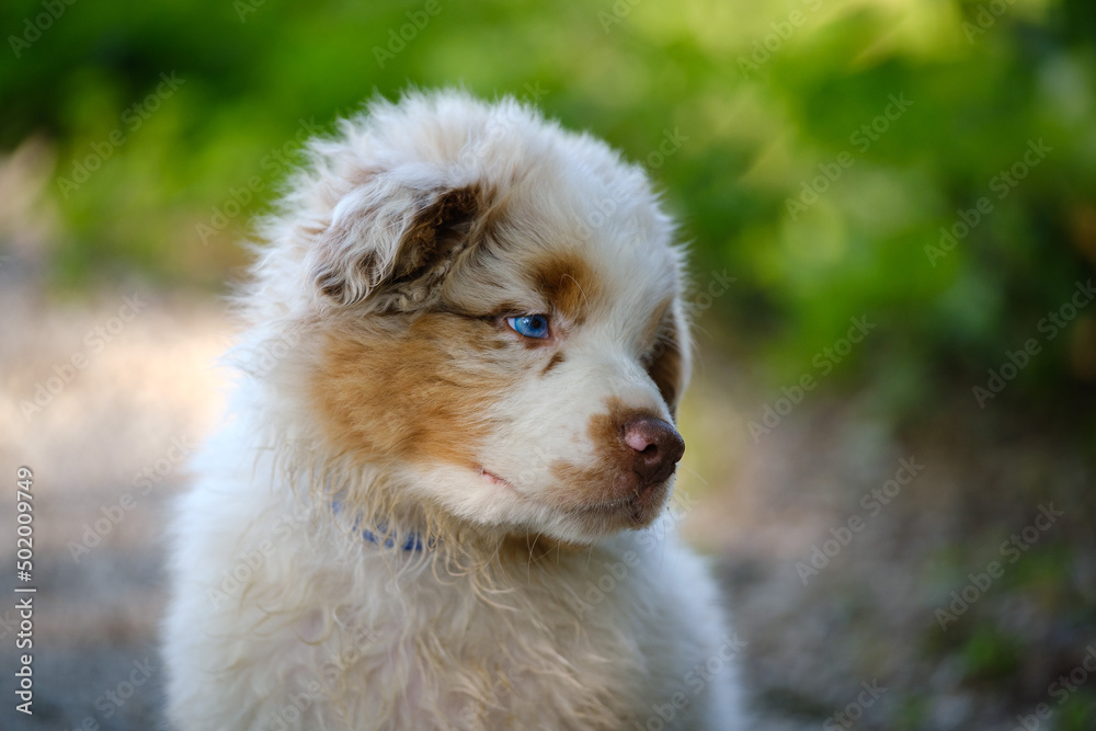 Red Merle Australian Shepherd puppy with blue eyes
