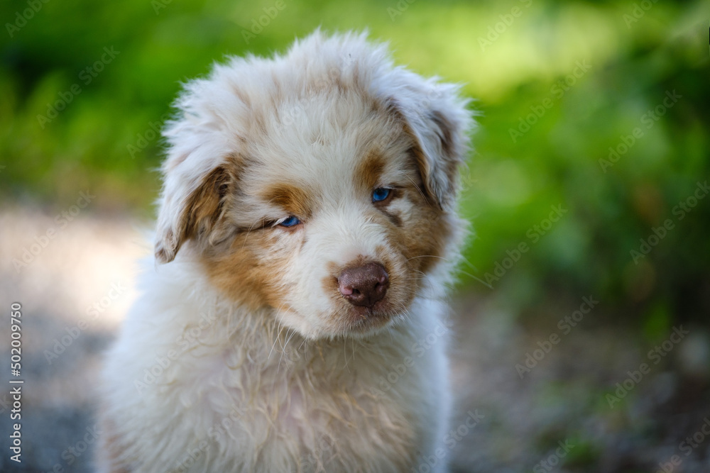 Red Merle Australian Shepherd puppy with blue eyes Red Merle Australian Shepherd puppy with blue eyes