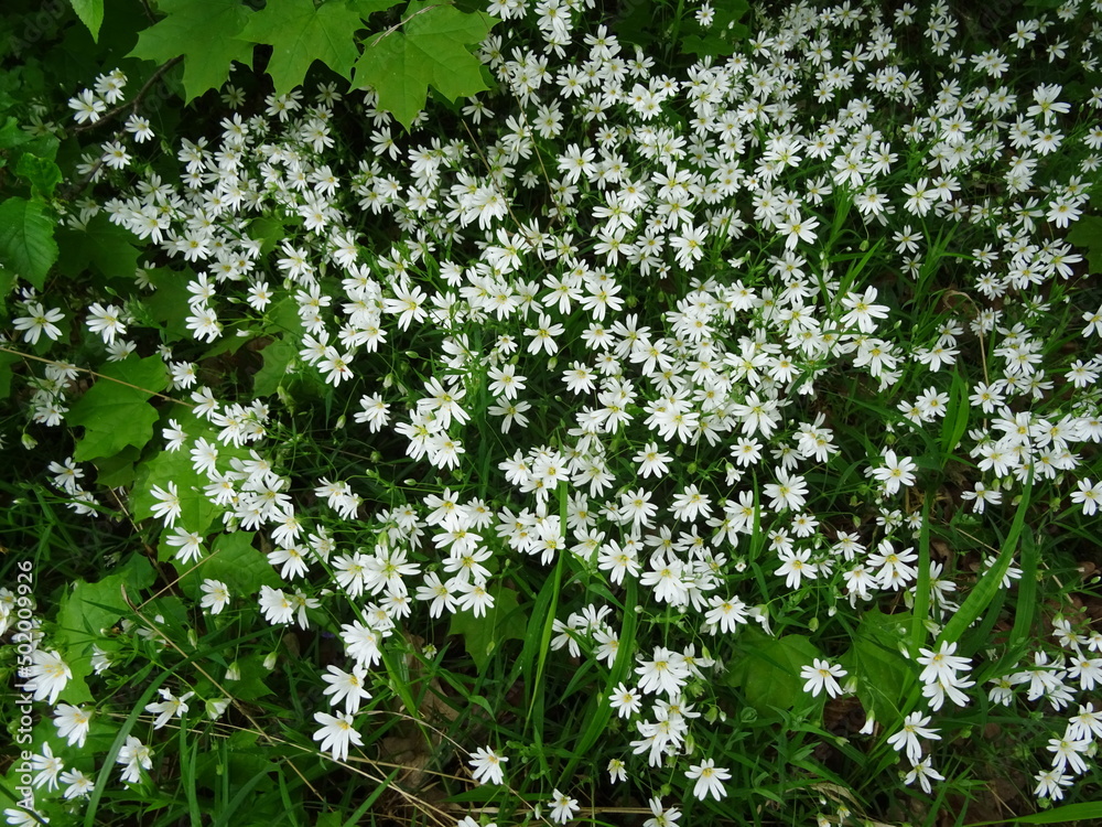 Obraz premium Hornkraut