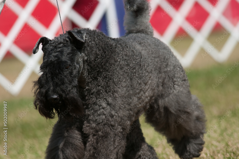 Kerry Blue Terrier competing at a dog show Kerry Blue Terrier competing at a dog show