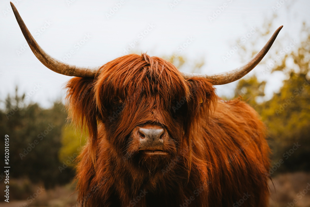 Scottish Highland Cow Scottish Highland Cow