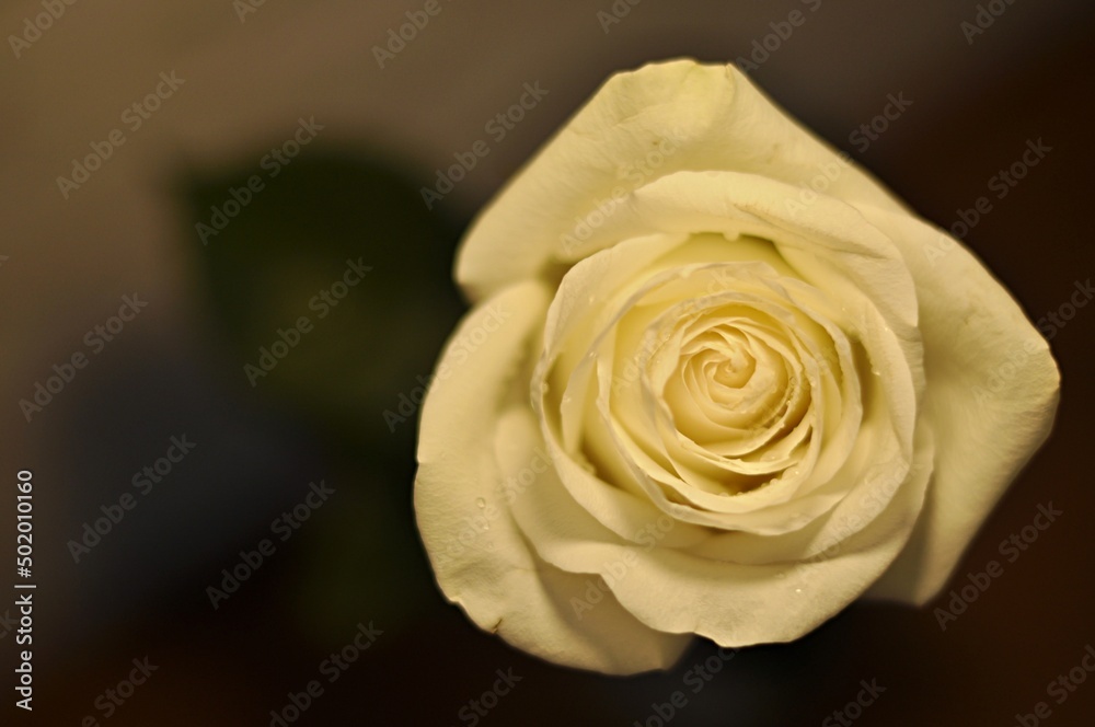 Obraz premium Close-up photo of a delicate white flowering rose covered with water droplets on a black background.Mother's day, international women's day, valentine's. Postcard. Abstraction. Postcard. Abstraction.