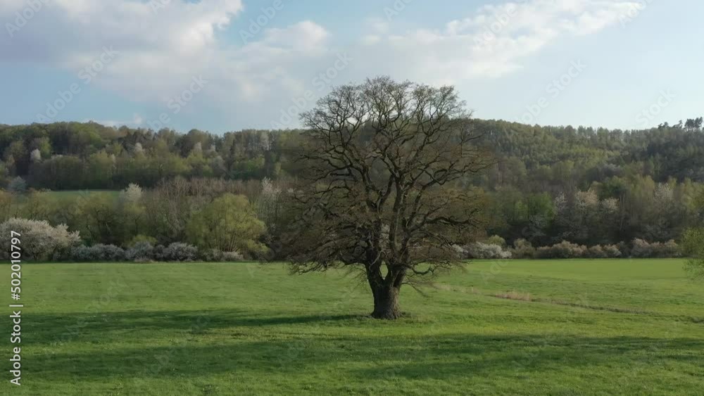 Old Oak tree in the Landscape of the Werra Valley
Old Oak tree in the Landscape of the Werra Valley