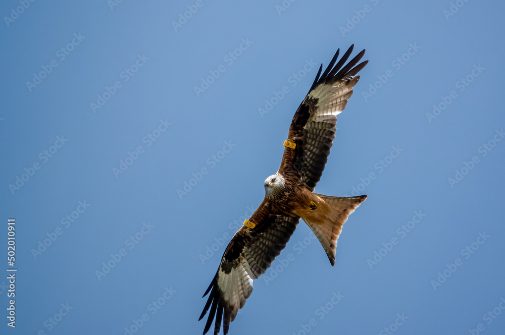 Fototapeta premium closeup of a wild red kite (Milvus milvus) looking down, flying in a deep blue sky
