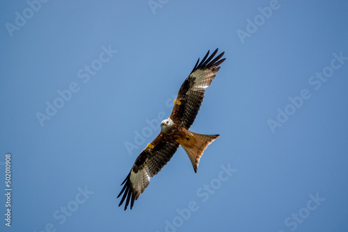 closeup of a wild red kite  Milvus milvus  looking down  flying in a deep blue sky