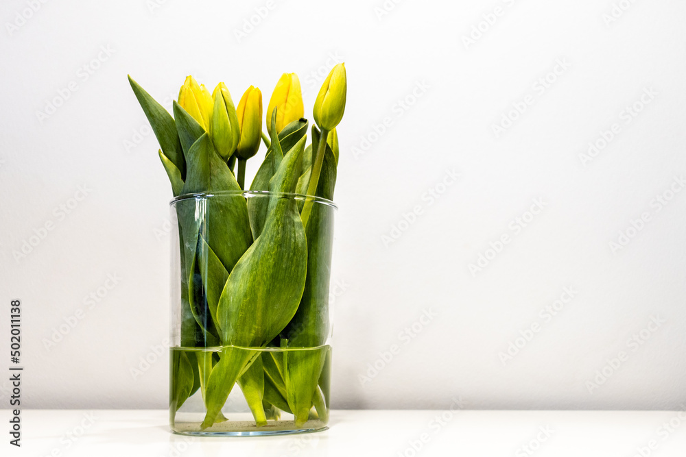Żółte tulipany w szkle - obrazy, fototapety, plakaty 