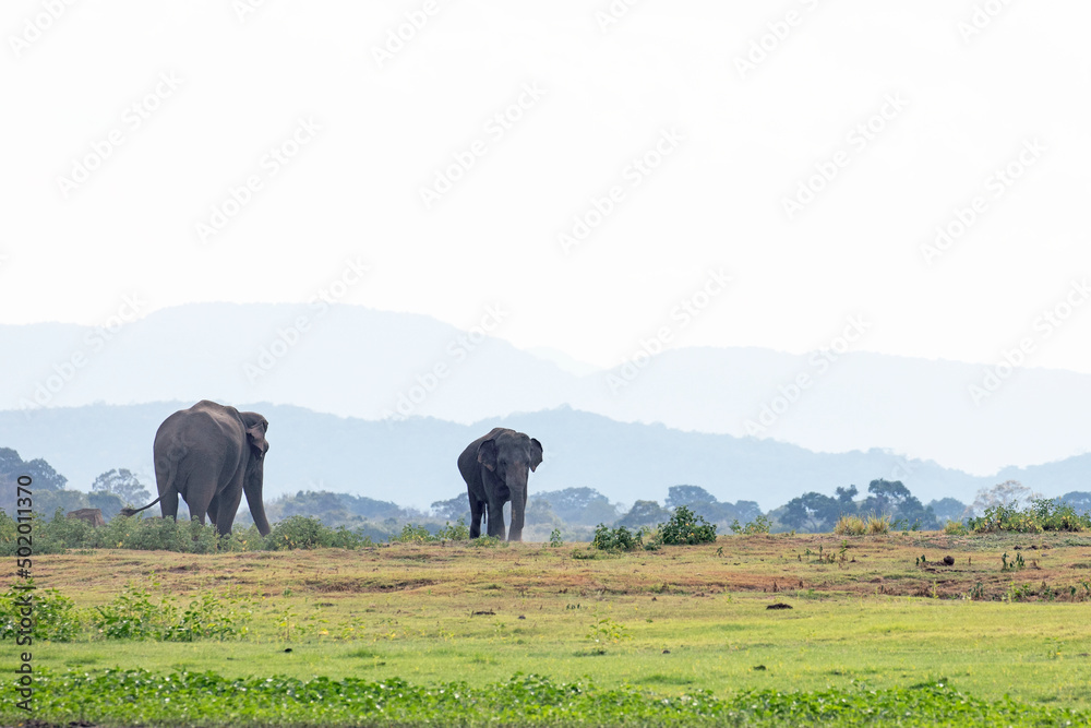 Fototapeta premium A herd of elephants feeding with mountains in the background.