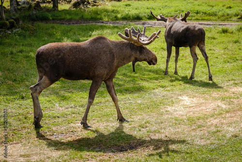 Swedish moose animal on the grass