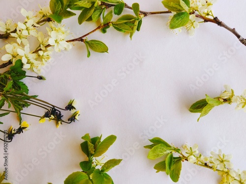 Białe kwiaty i zielone liście