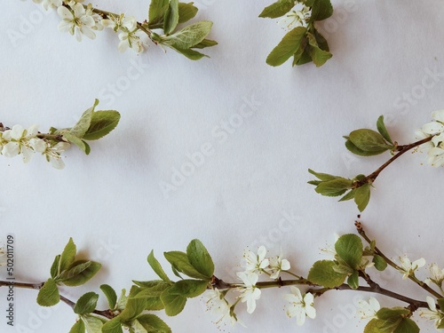 Białe kwiaty i zielone liście