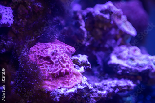 background of a marine aquarium, coral reef in blue and purple tones