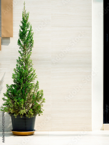 The small green pine tree in black plastic plant pot on white floor decoration in front of the modern building background with copy space, vertical style.