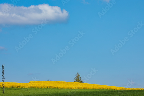 Yellow canola field in sunlights minimalistic landscape