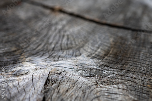 Old wood natural background. European (Common) beech, fagus sylvatica.