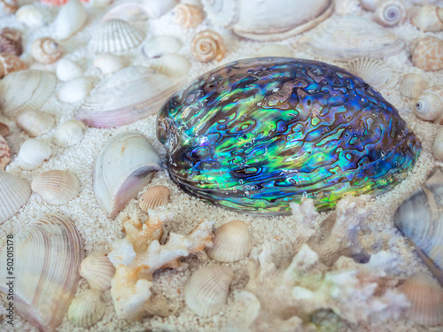 Close-up beautiful natural shape of shiny abalone seashell on various of seashell background. photo