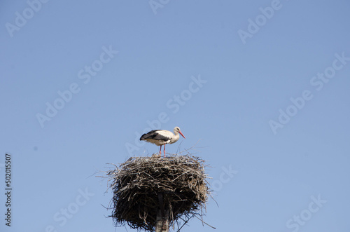 white stork in the nest