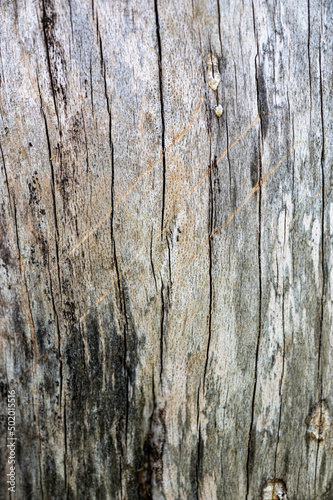 Wallpaper Mural Old wood natural background. European (Common) beech, fagus sylvatica. Torontodigital.ca