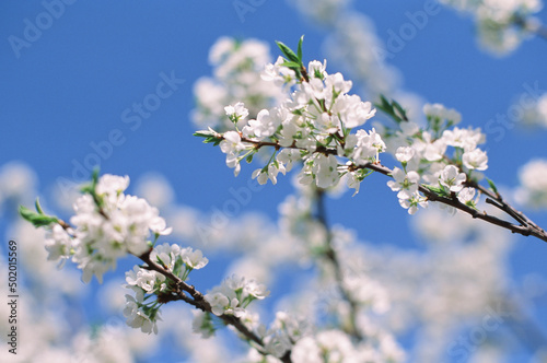 White flowers of blooming Apple tree in spring against blue sky on a Sunny day close-up macro in nature outdoors. Film photography