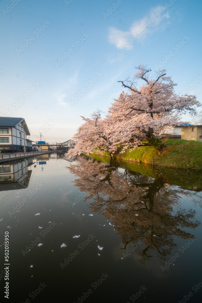 Fototapeta premium 桜 水鏡