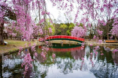 Photographie 八重の枝垂れ桜と赤い太鼓橋がかかる池