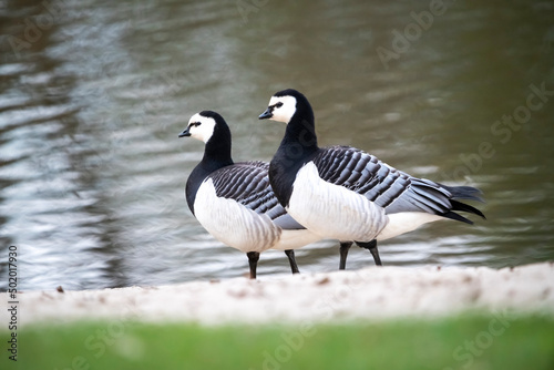 Vögel am Teich