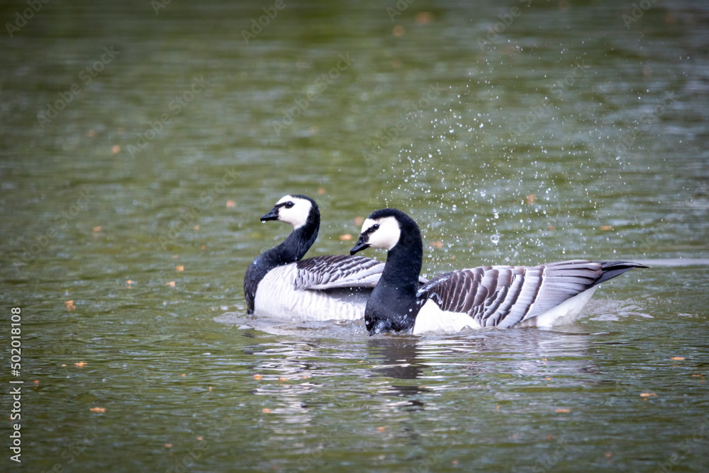 Vögel am Teich Vögel am Teich
