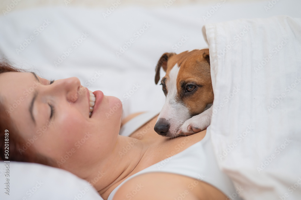 Dog Jack Russell Terrier sleeps wrapped in a blanket on his mistress.