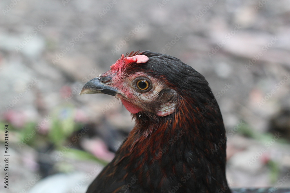 Closeup portrait of young chicken, black hen Closeup portrait of young chicken, black hen