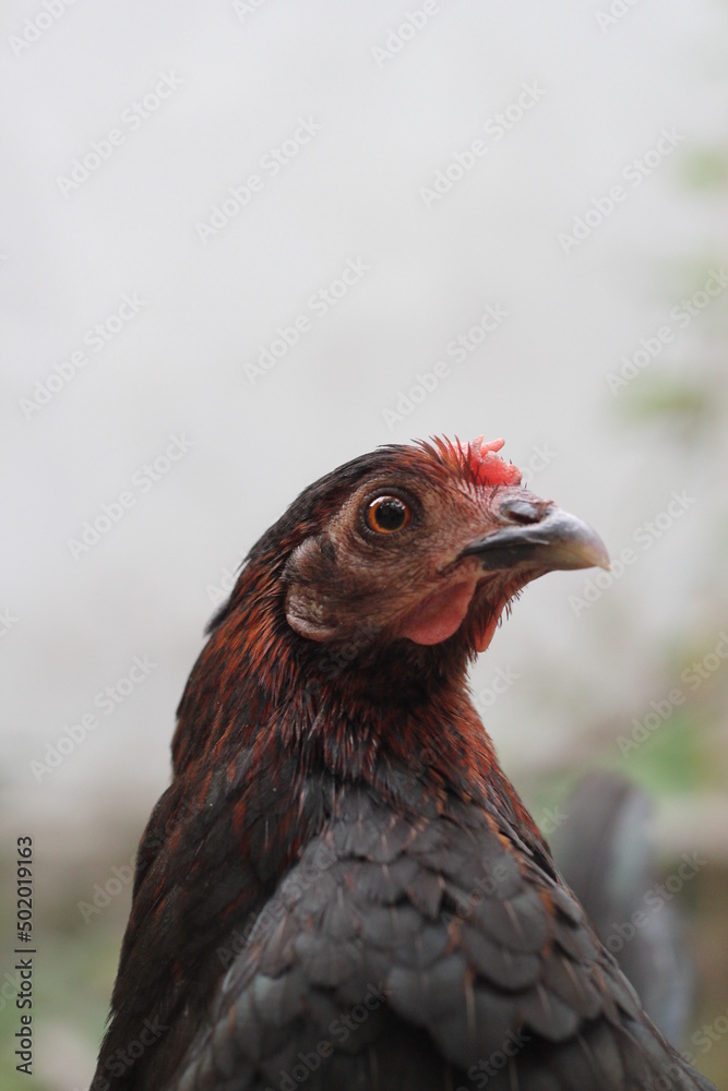 Closeup portrait of young chicken, black hen