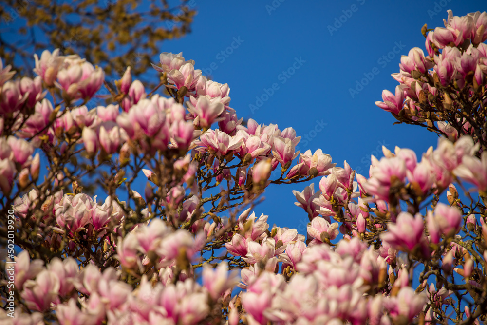 Blühende Magnolie im Park Blühende Magnolie im Park
