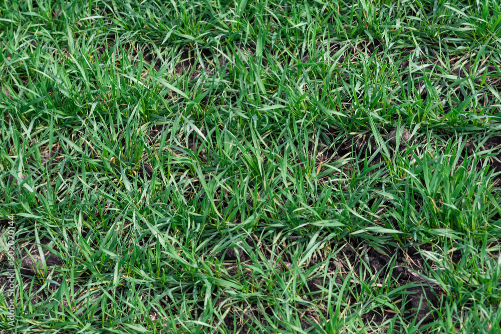Green field as a background. Green field as a background.