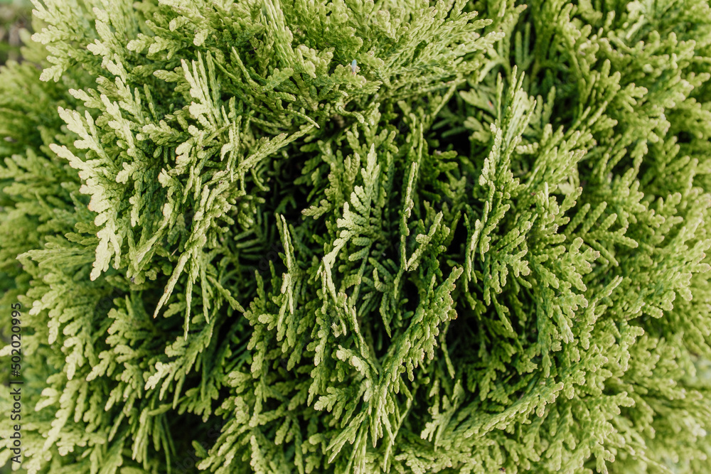 Natural background of young thuja branches. Backdrop from green thuja branches for design or project, for publication, poster, calendar, post, screensaver, wallpaper, postcard, banner, cover, website Natural background of young thuja branches. Backdrop from green thuja branches for design or project, for publication, poster, calendar, post, screensaver, wallpaper, postcard, banner, cover, website