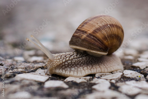 The snail crawls across the road. Asphalt road with a snail. Snail with a shell.