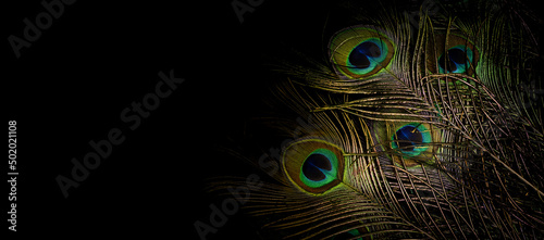 peacock feathers on dark background