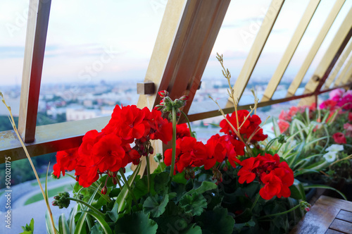Red pelargonium flowers beside the window