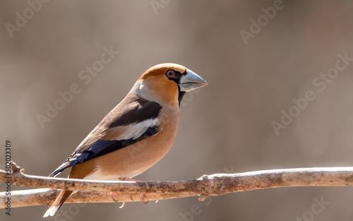 bird, wild lebende tiere, natur, robin, tier, ast, schnabel