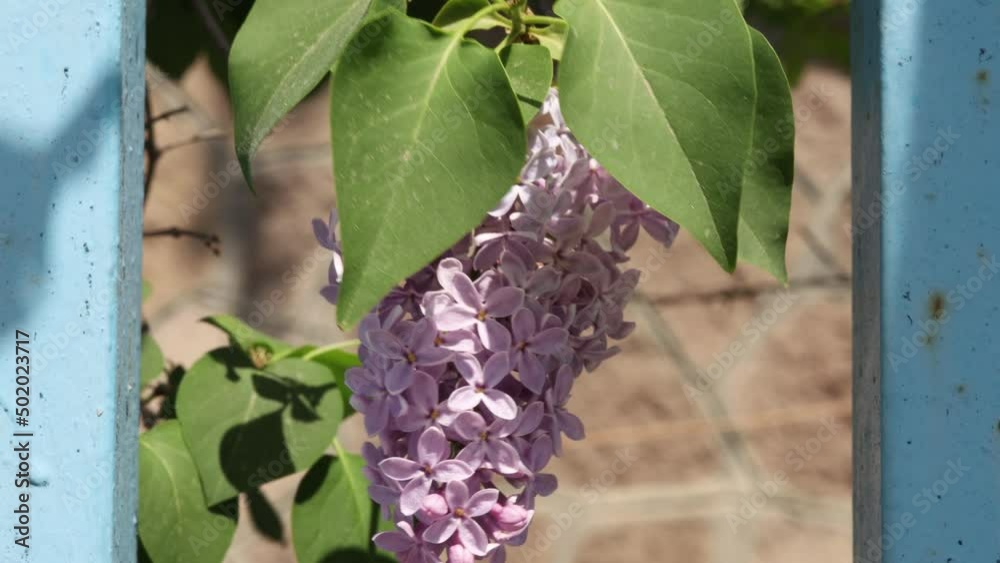 close-up purple lilac in the garden
