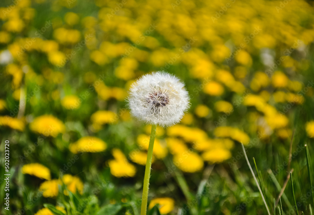 Closeup of a ripe slender dandelion against the background of yellow dandelions and green grass Closeup of a ripe slender dandelion against the background of yellow dandelions and green grass