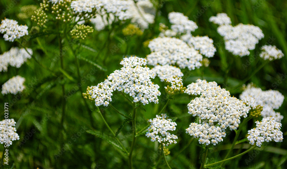 Closeup of yarrow flowers in a meadow in bright green grass Closeup of yarrow flowers in a meadow in bright green grass