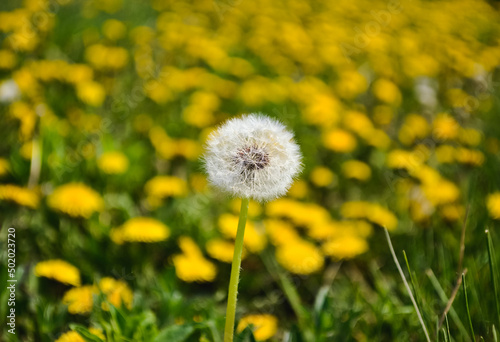 Closeup of a ripe slender dandelion against the background of yellow dandelions and green grass