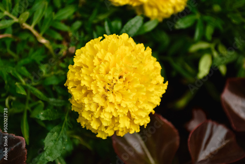 Close-up of a spherical yellow Tagetes flower in a flower bed against the background of green grass and red leaves of the plant