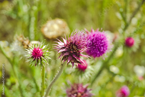 Closeup of a thistle flower on a stem in dense green grass against the background of other thistle flowers