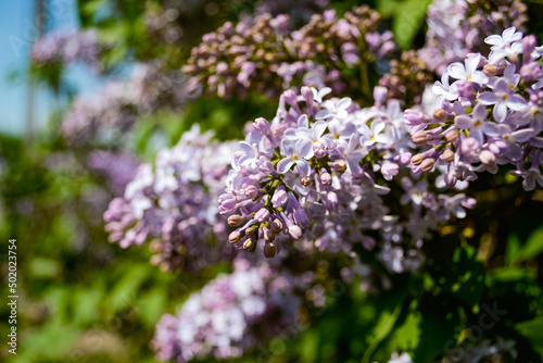 Close-up of buds and opened petals of a purple lilac on a twig against the background of other lilac branches
