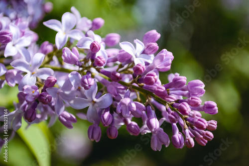 Close-up of purple lilac buds on a twig against the background of open petals and other buds