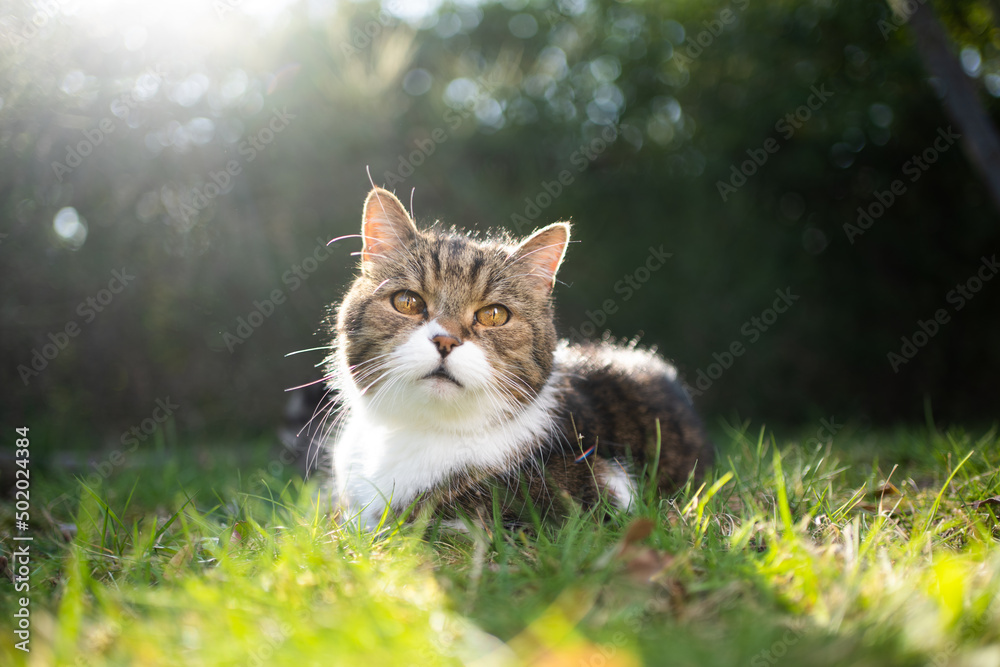 cat resting on lawn in backlight