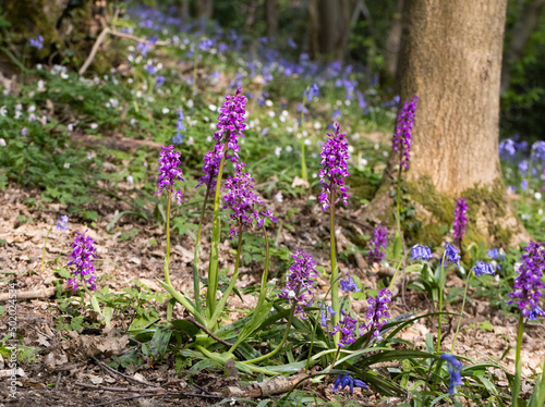 Group of Wild Early Purple Orchids (Orchis mascula) in an English Wood