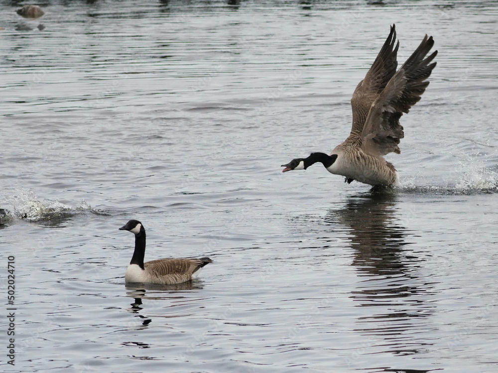 Canada goose Canada goose