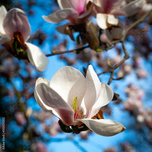 white magnolia flower © Radek