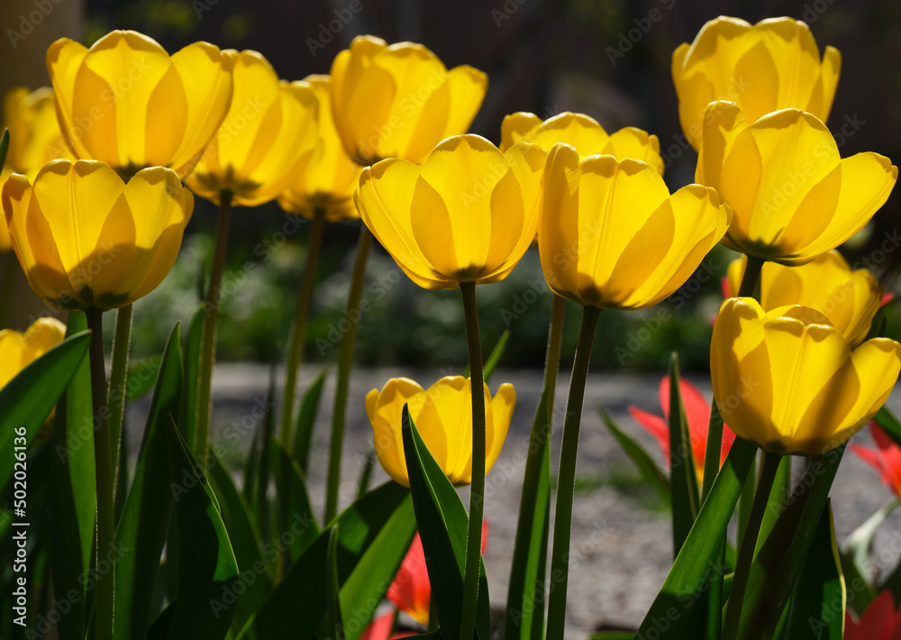 Obraz premium A lot of yellow tulips flowering in the garden in sunny day.