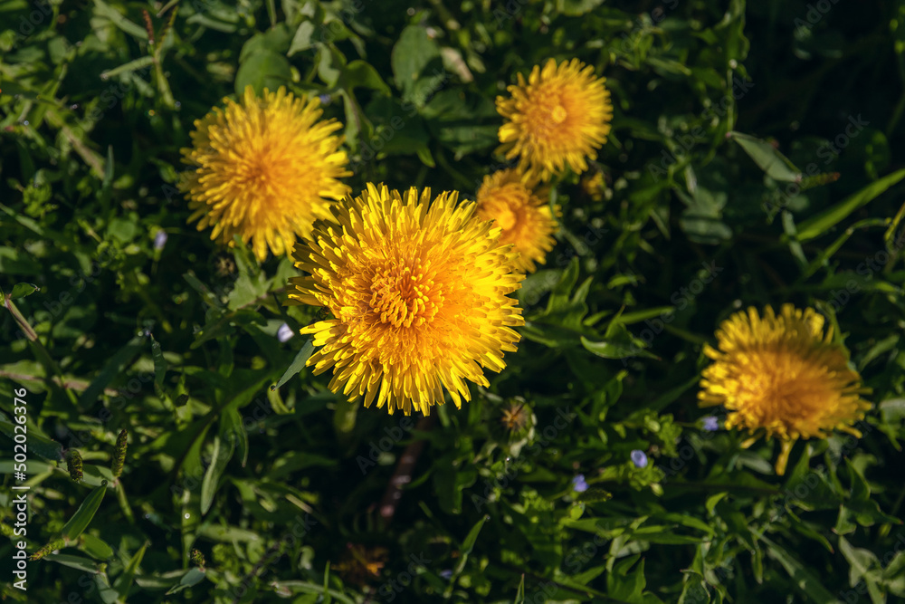 Beautiful flowers of yellow dandelions on a spring day in a meadow in the sunlight. Dandelions in the grass. Yellow dandelions in the green grass on a sunny day. Soft focus. Spring mood. Beautiful flowers of yellow dandelions on a spring day in a meadow in the sunlight. Dandelions in the grass. Yellow dandelions in the green grass on a sunny day. Soft focus. Spring mood.